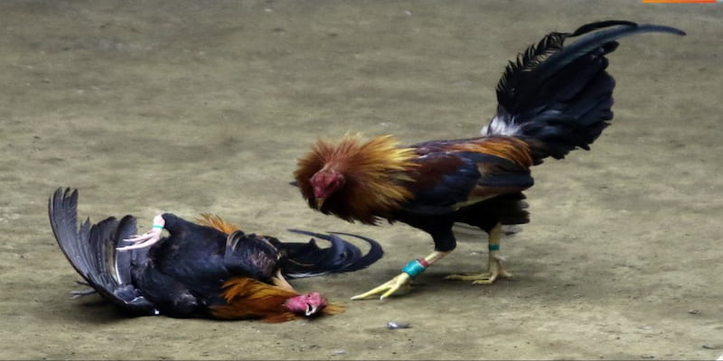 Hướng dẫn cách chơi Đá gà Net88