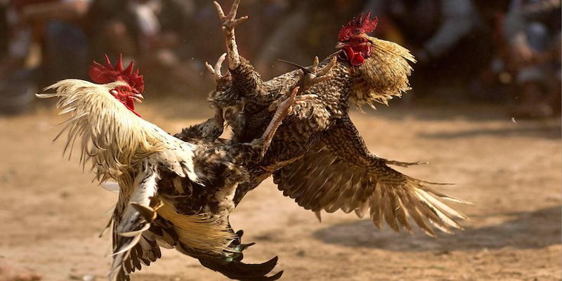 đá gà cựa dao Net88 – Nơi hội tụ những trận đá gà cựa dao hấp dẫn nhất