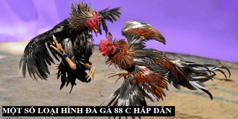 Đà gà 88 Ưu điểm khi tham gia Đà gà 88 tại Net88